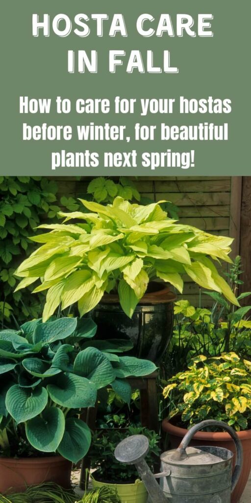 hostas in containers with watering can