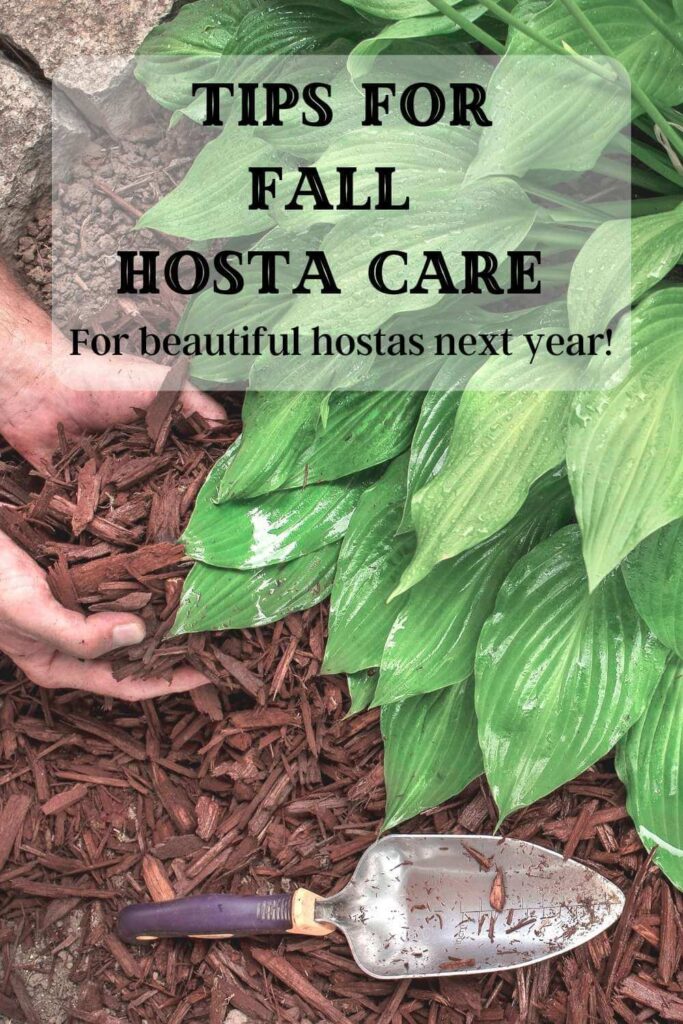 green hosta and hands applying mulch around hosta with shovel in foreground