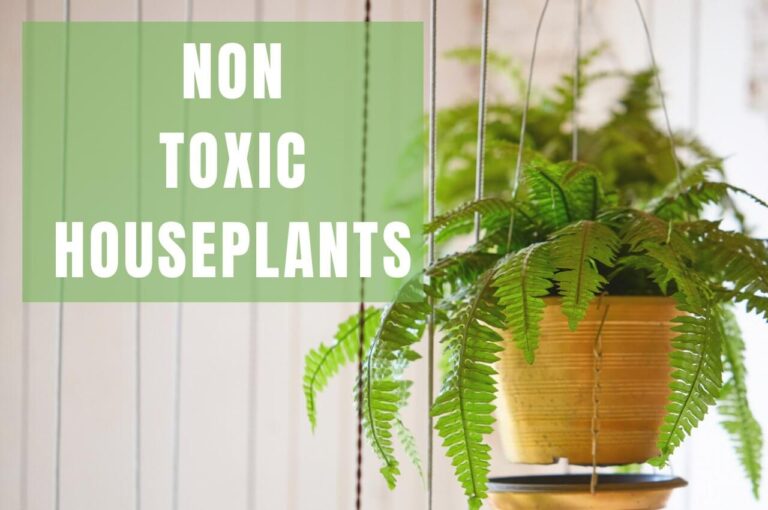Best Non Toxic Houseplants: Indoor Plants Safe For Kids & Pets