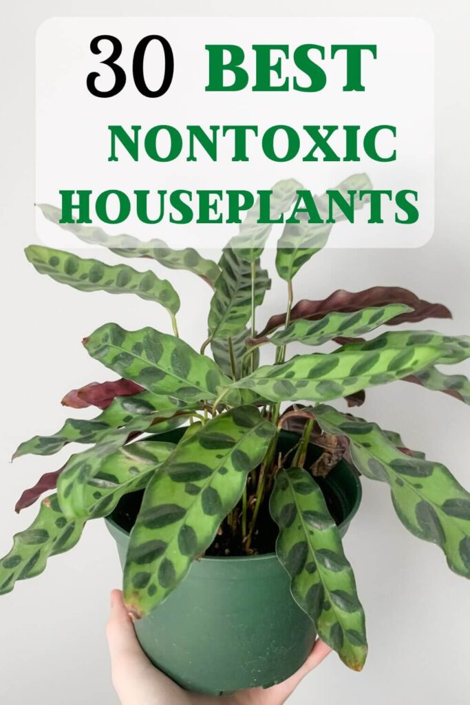 rattlesnake plant in green planter