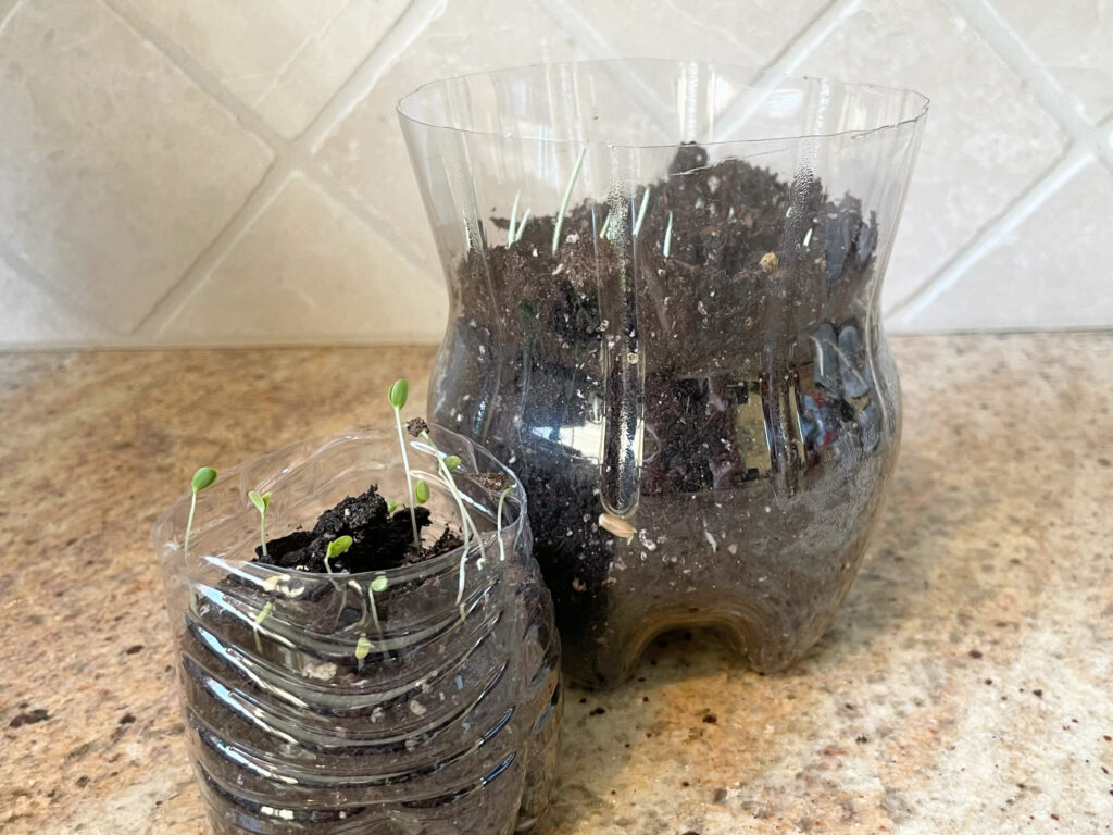 plastic bottles with seedlings 
