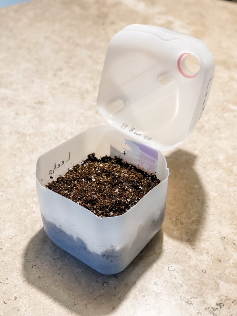 milk jug cut in a half and filled with seed starting mix for DIY seed starter pot and winter sowing