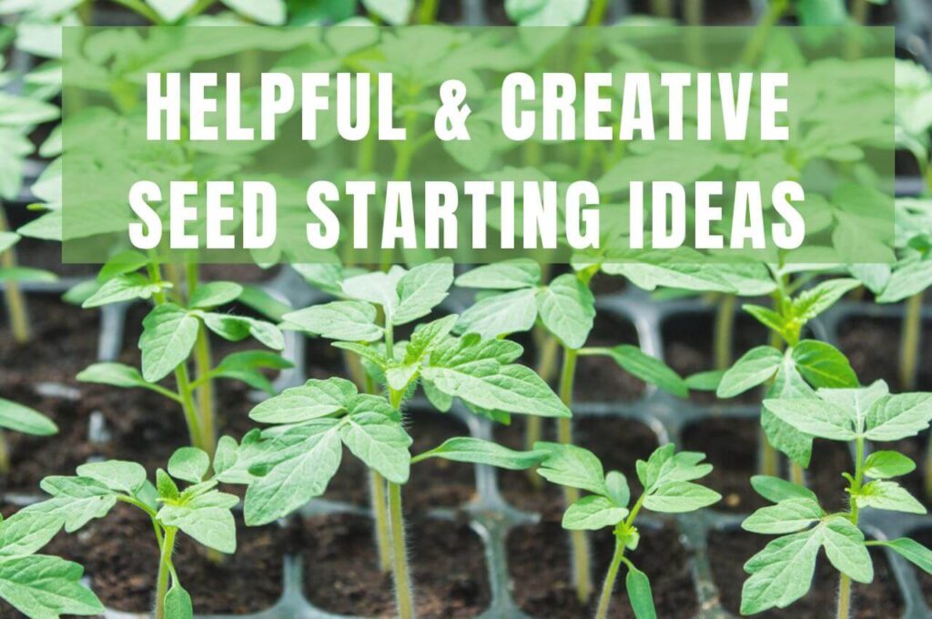 tomato seedlings in black plastic seed starting trays