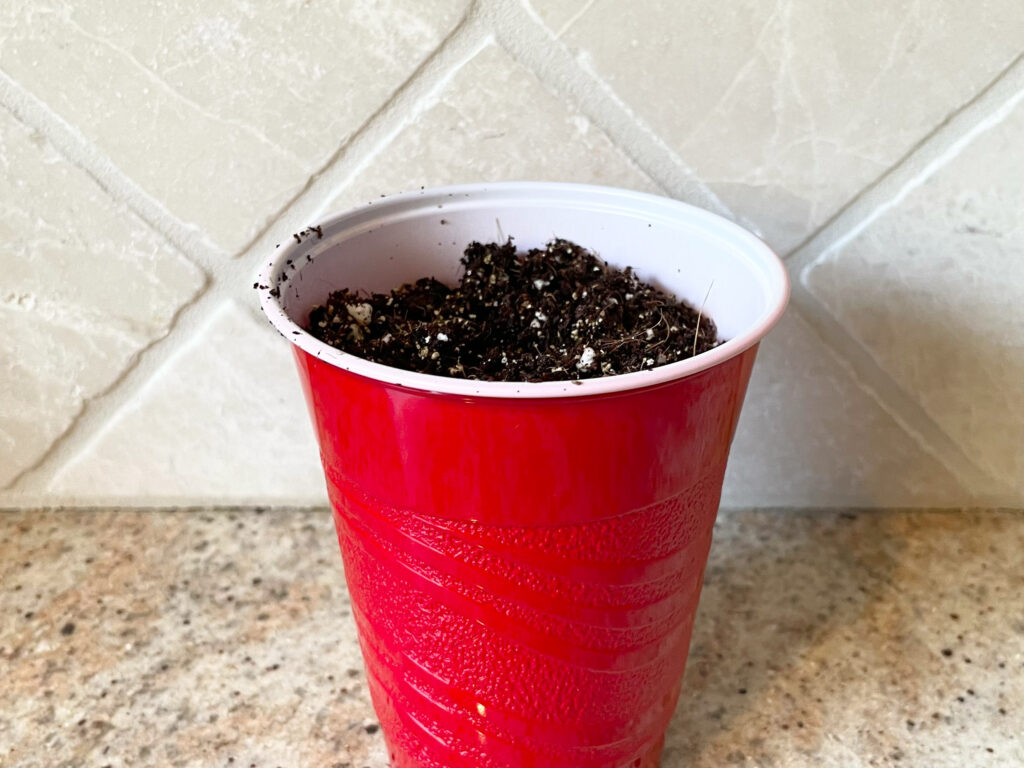 plastic cup upcycled container idea for starting seeds