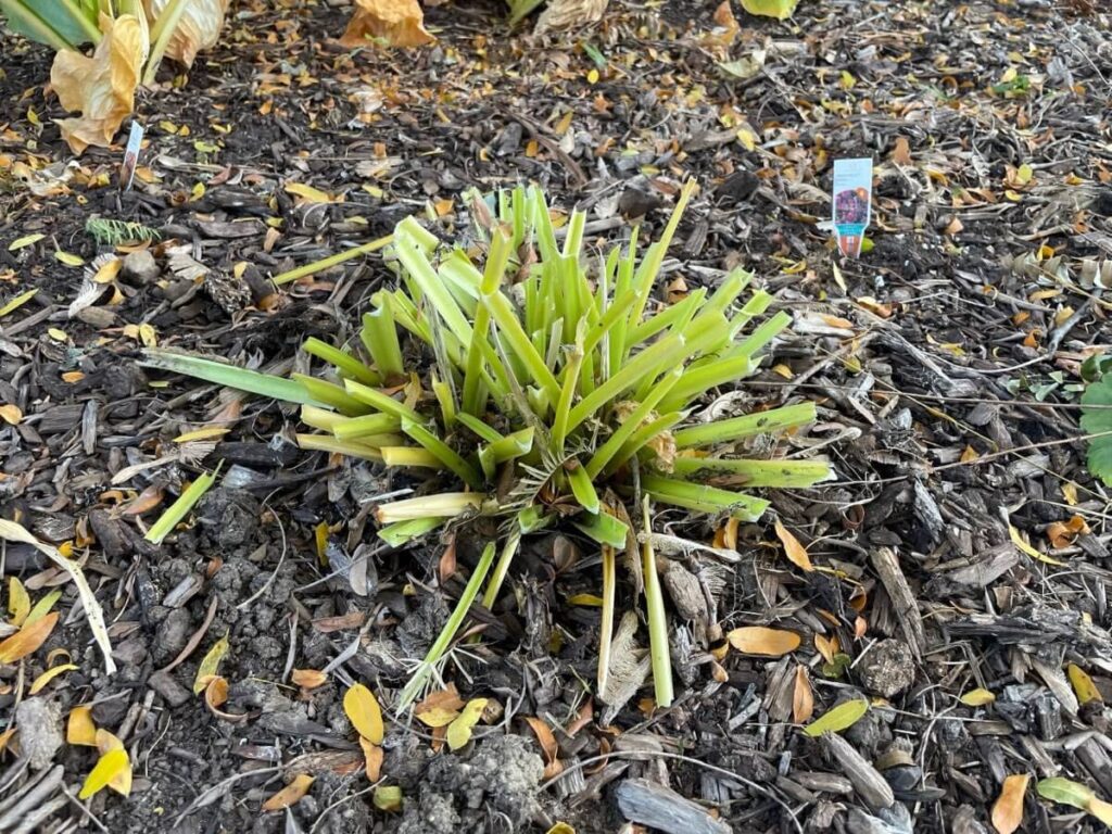 hosta after trimming back in fall