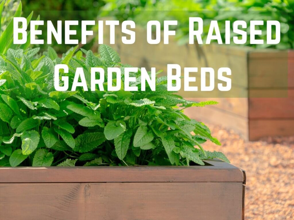 herb growing in raised garden bed