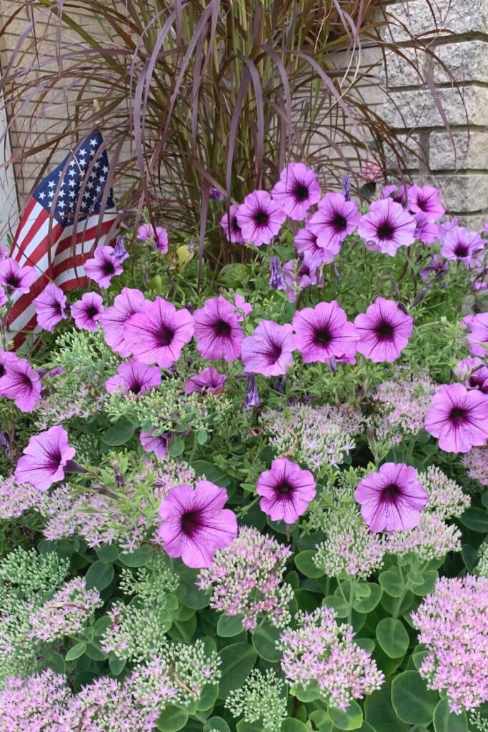 purple and pink flowers in a pot