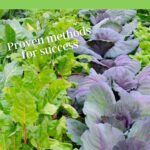 Kale and swiss chard in vegetable garden