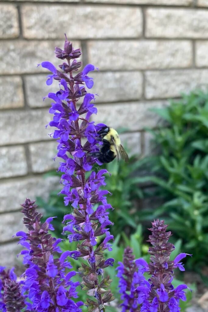 bumble bee on purple salvia