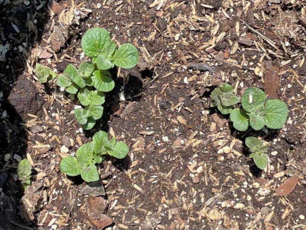 potato plants sprouting through soil