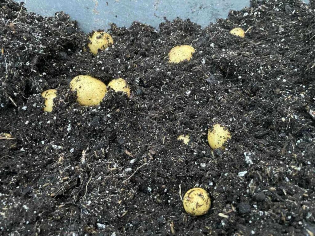 potatoes harvest in soil