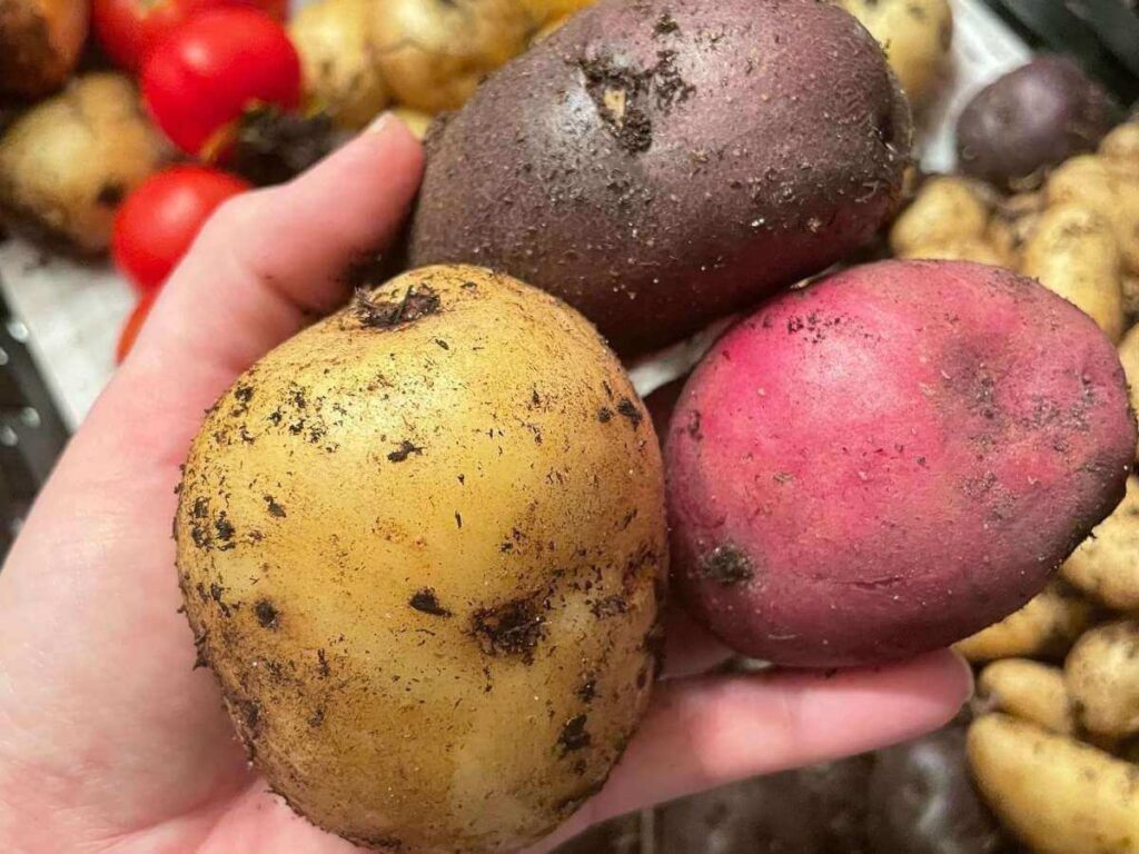 yellow, pink, and purple potatoes in hand