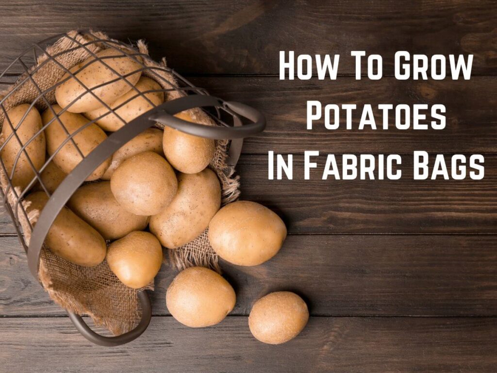 yellow potatoes in wire basket on wooden table