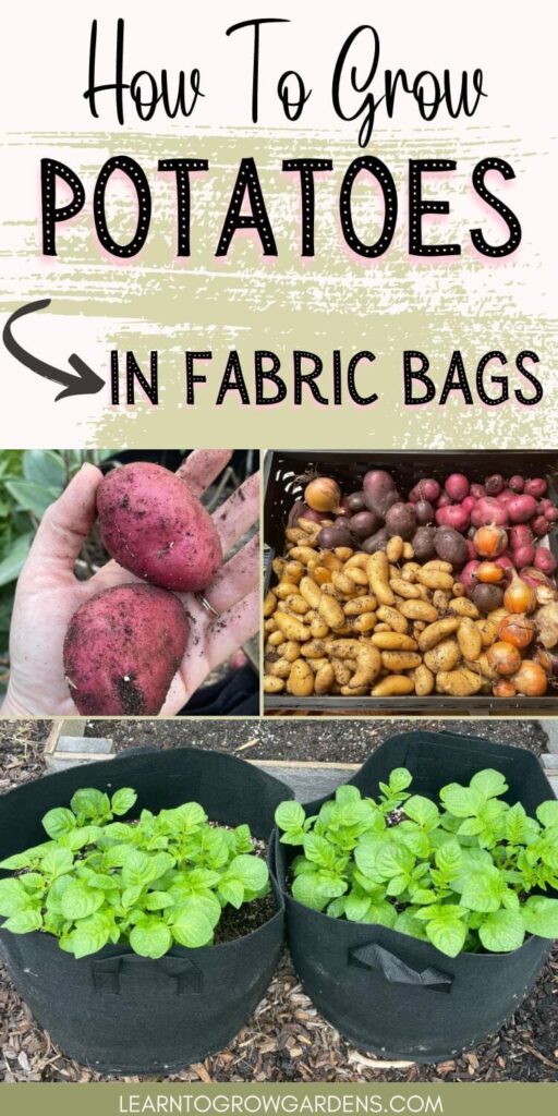 potatoes growing in fabric bags