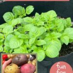 potato plants growing in fabric bags