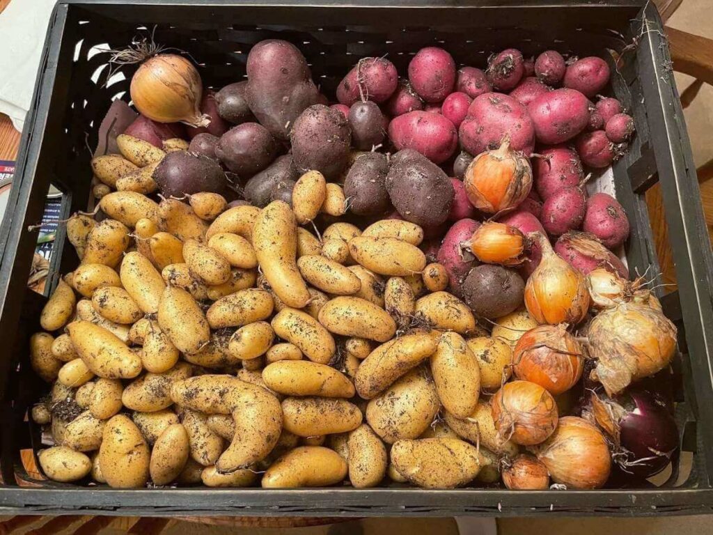 potato harvest from growing potatoes in fabric bags
