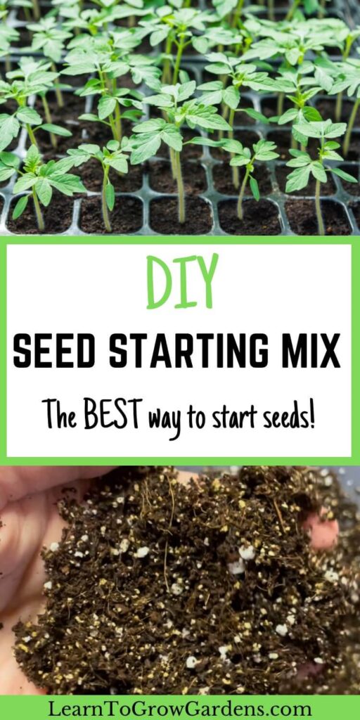 tomato seedlings in seed starting trays