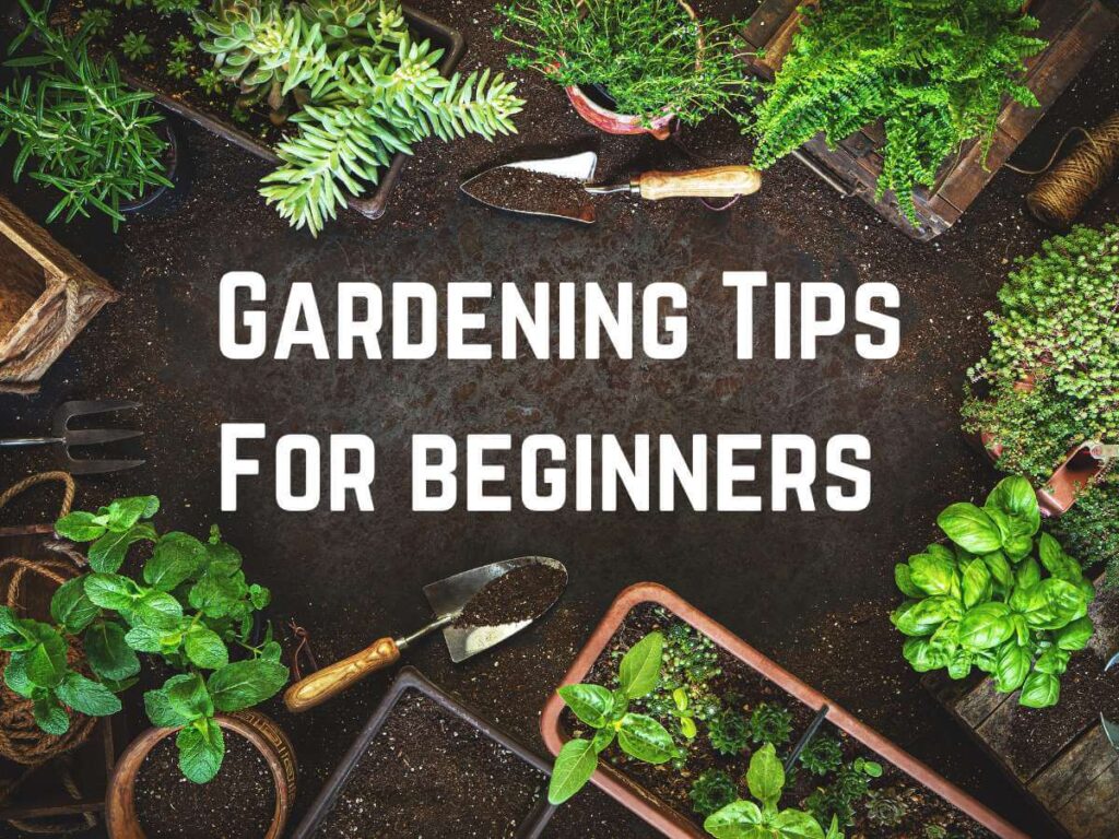 garden vegetables and tools