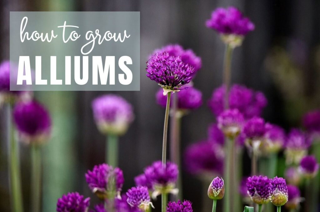 purple allium flowers