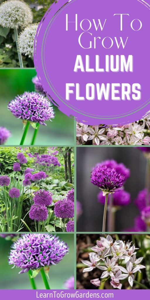 collage of allium flowers