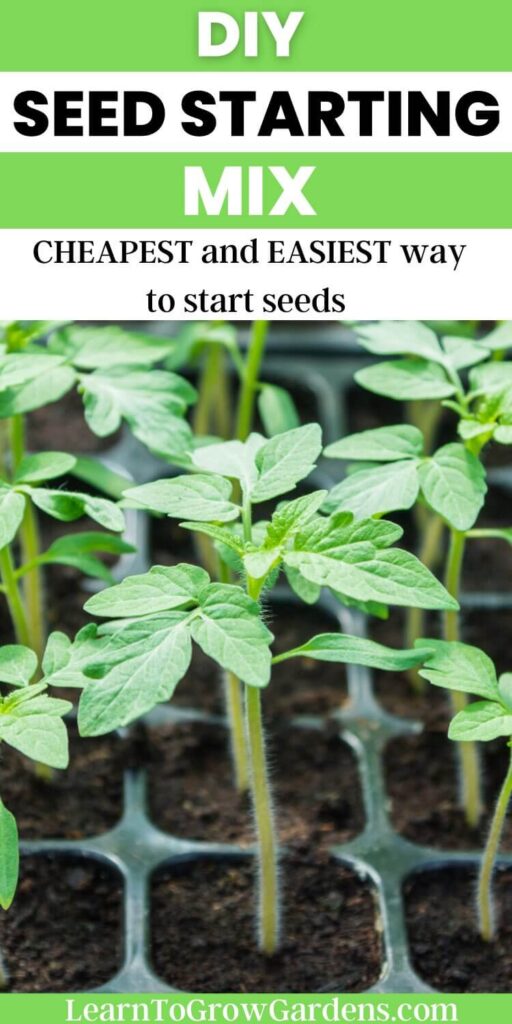 tomato seedling in seeds starting soil