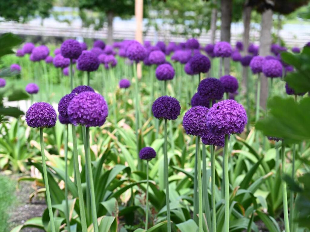 purple allium flowers