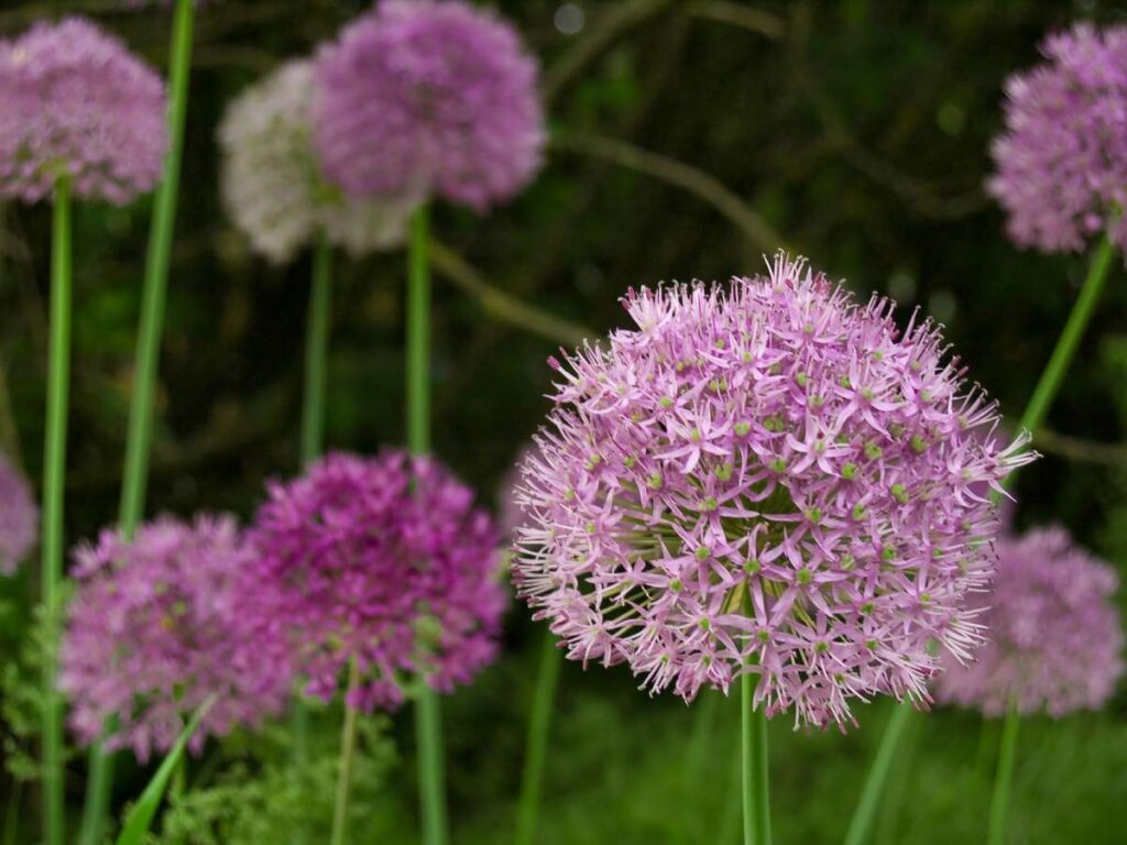 pink alliums in field