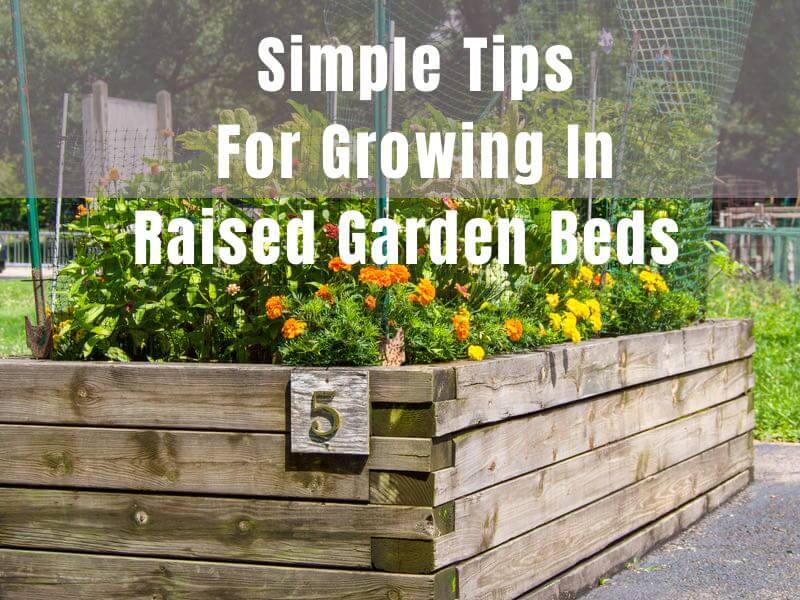 raised garden bed filled with flowers