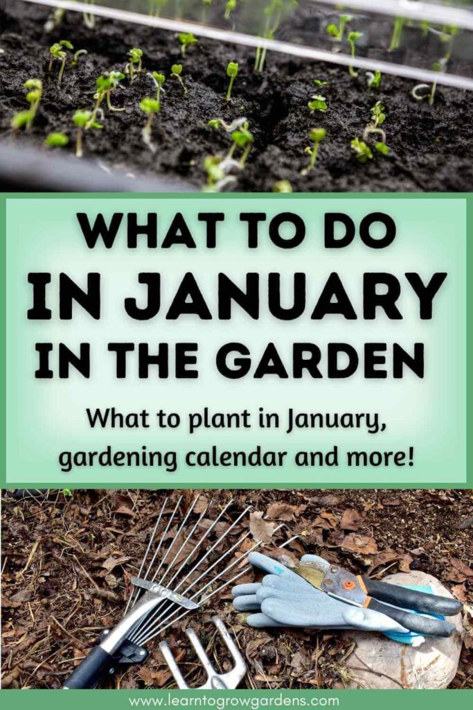 image of seedlings and tools in the garden, and title of What To Do in the Garden in January