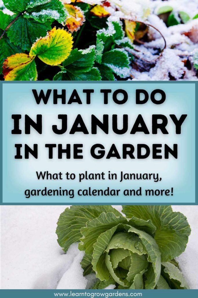 cabbage and strawberries in the snow and title of What To Do in January in the Garden