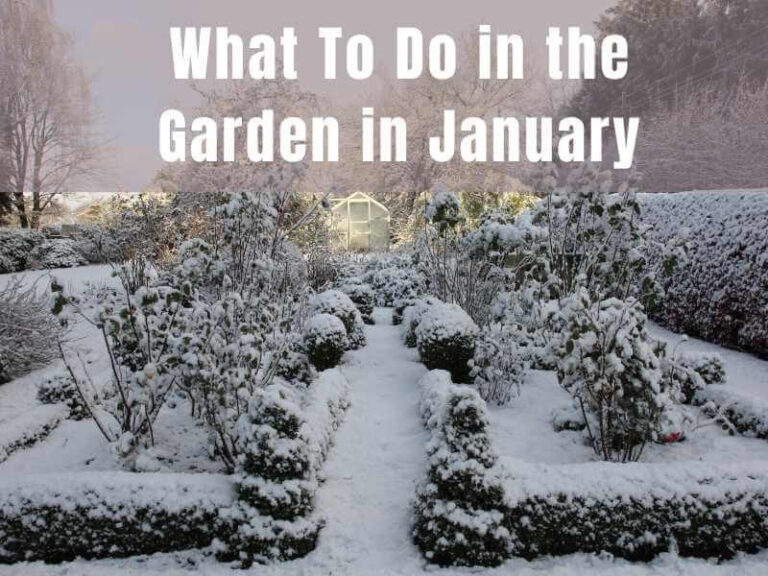 blog post header image of a garden in winter and blog title What To Do in the Garden in January