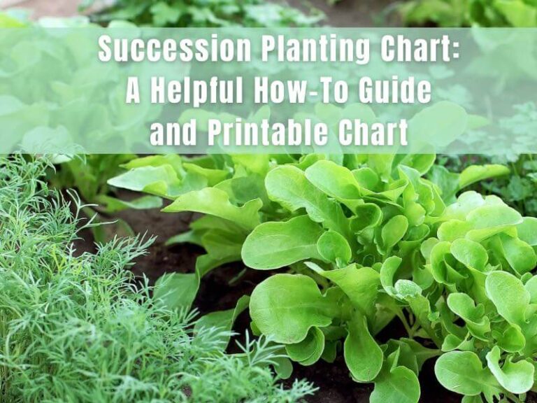 succession planting chart blog header image with succession sown lettuce and carrots