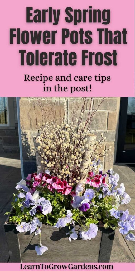 Spring Pansy Planter with periwinkle pansies, pink Martha Washington geraniums and pussy willow branches and birch logs in brown planter against brick background