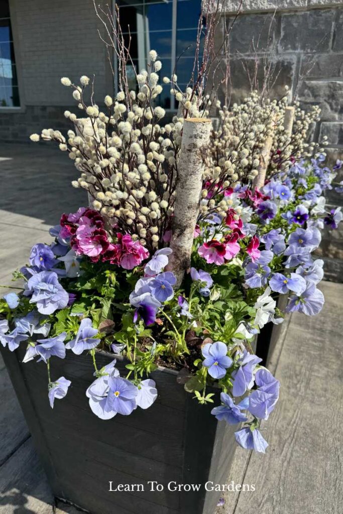 Spring Pansy Planter with periwinkle pansies, pink Martha Washington geraniums and pussy willow branches and birch logs in brown planter against brick background
