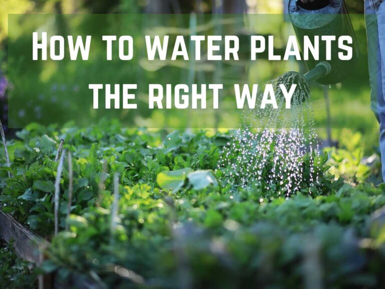 watering can watering plants in garden