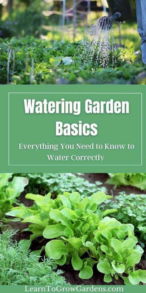 lettuce in home vegetable garden and watering can watering raised garden beds