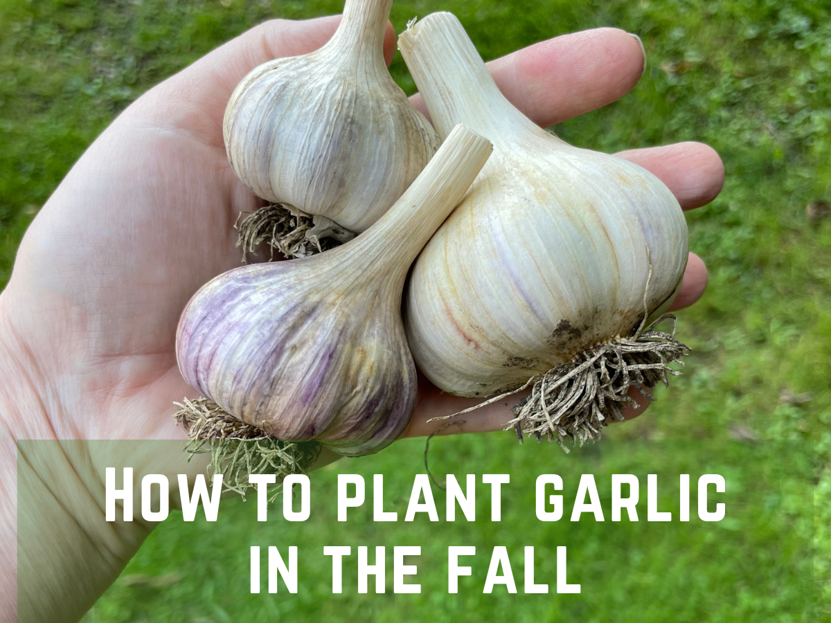 hand holding garlic bulbs to plant garlic in the fall