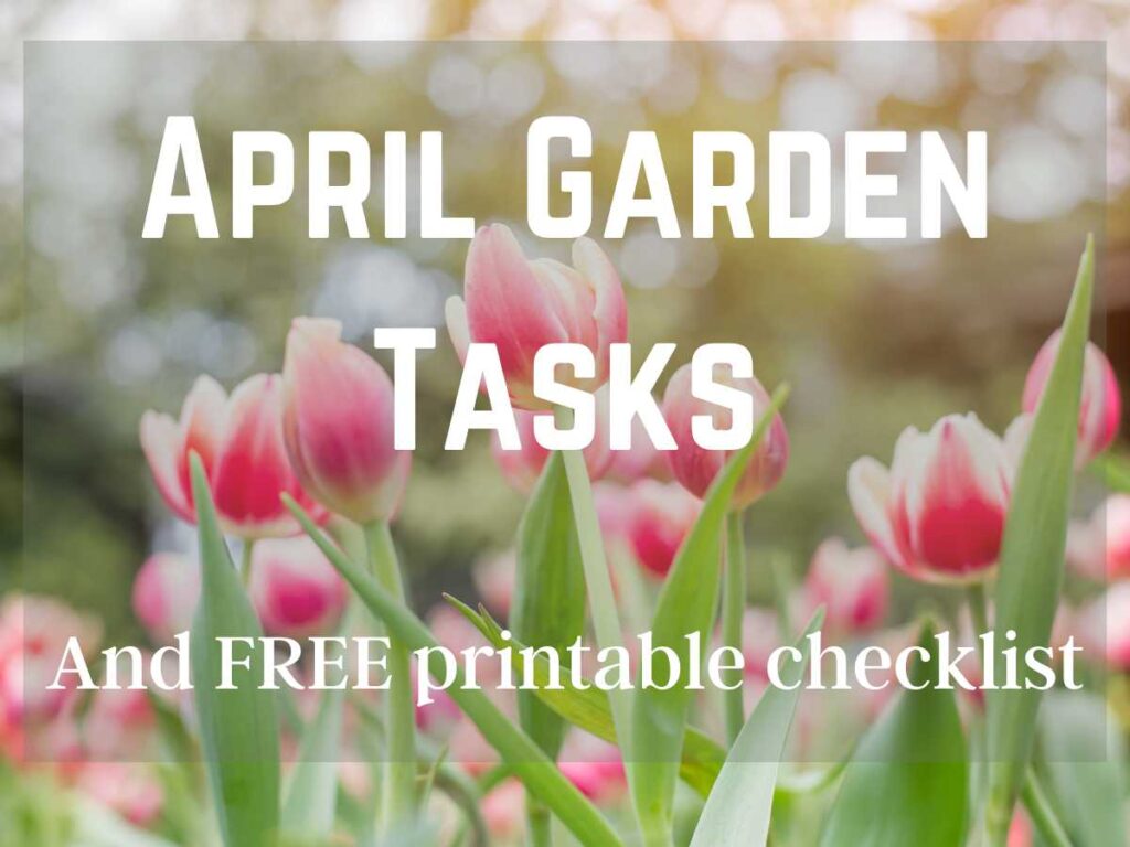 tulips in the spring garden and April Garden Tasks