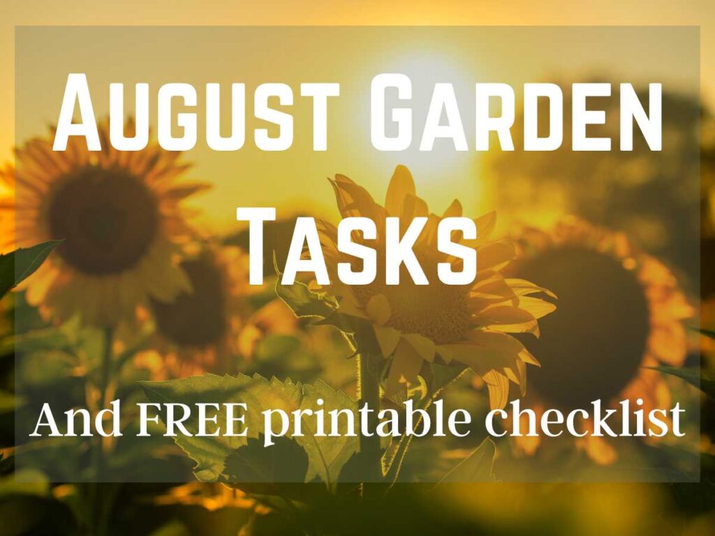 Sunflowers in late summer garden and August Garden Guide