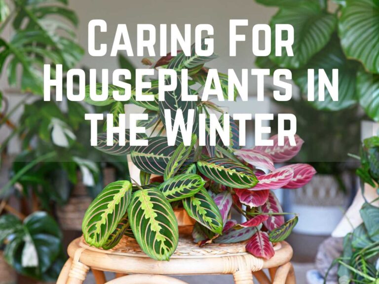 house plants in winter with prayer plant on stool and monstera in background