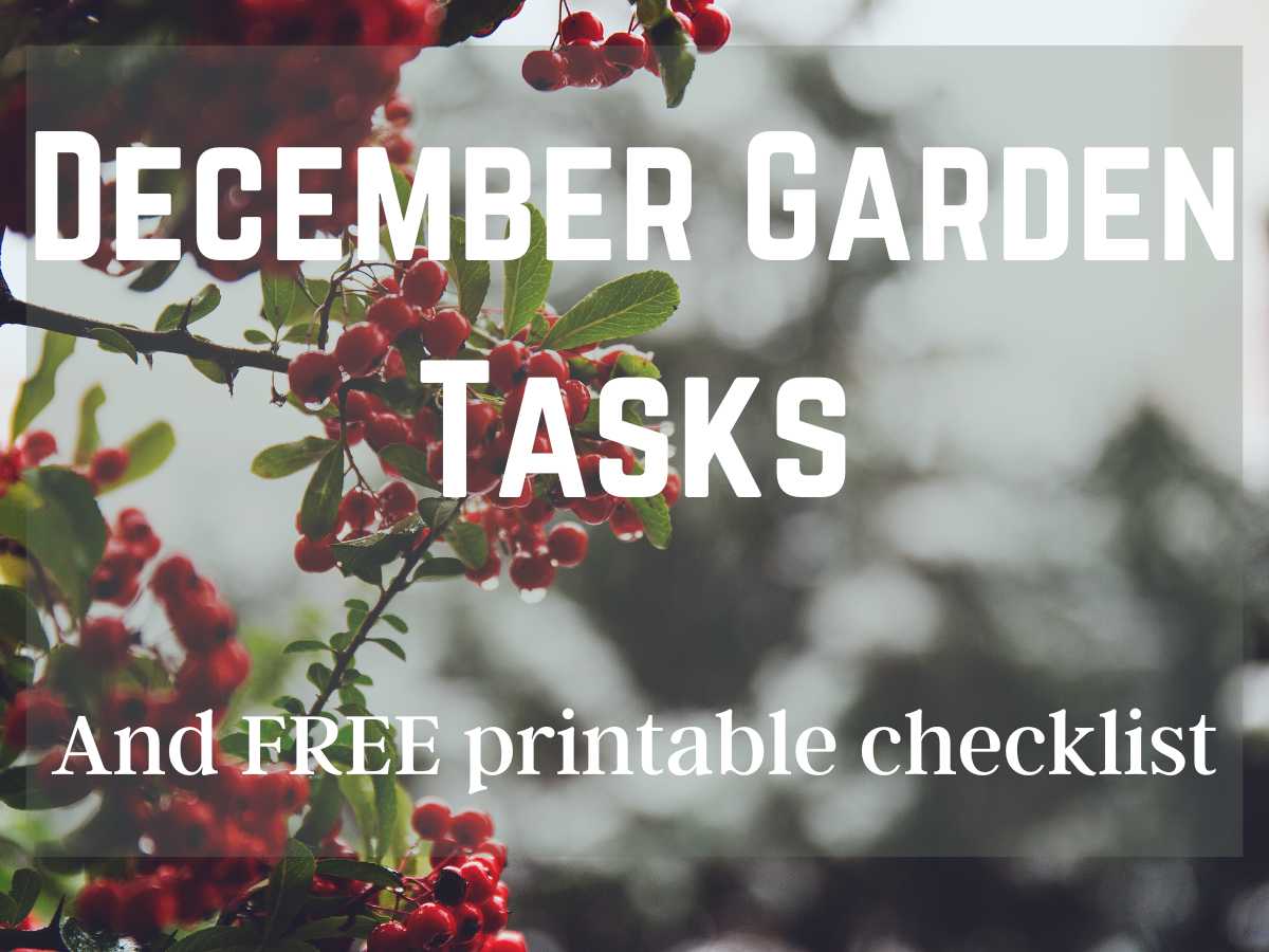 red berries in background with December Garden Tasks and free printable checklist