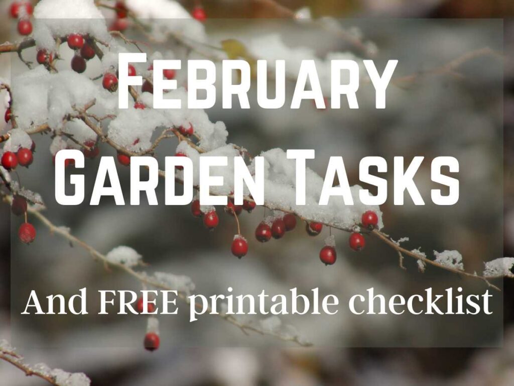 winterberry shrub with snow and February Garden Tasks