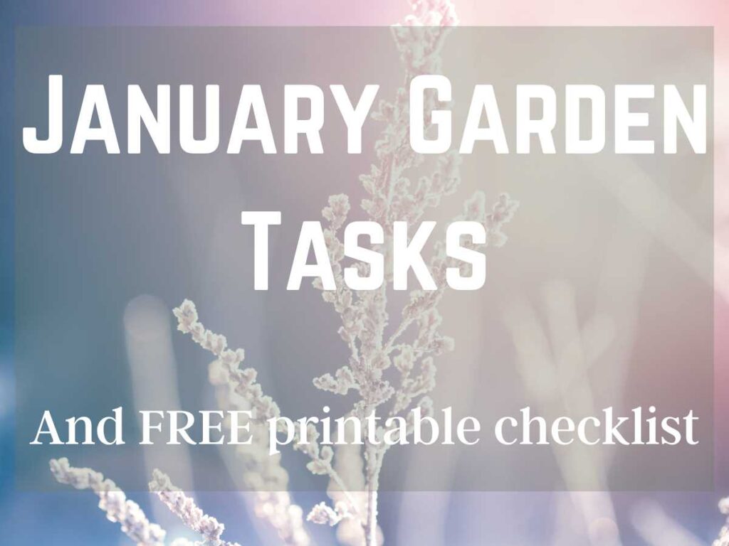 Frost covered winter garden branch with January Garden Tasks