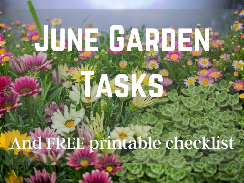 zinnias and sedum in the summer garden and June Garden tasks