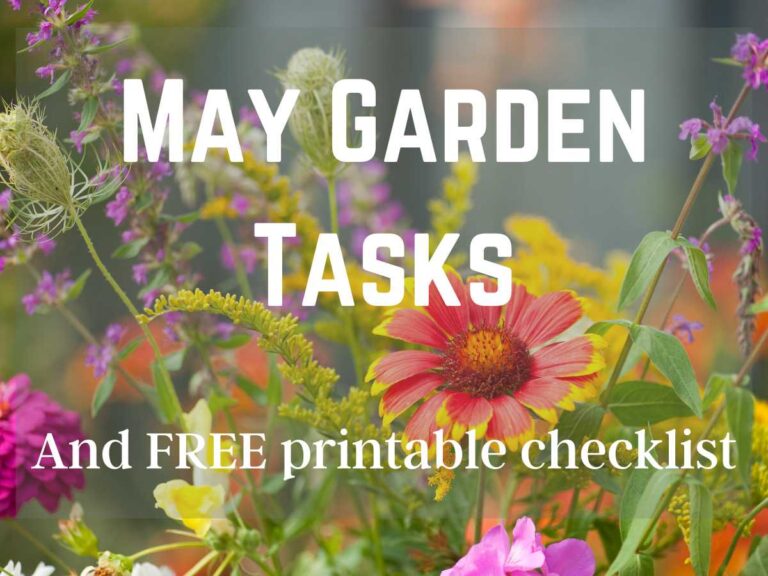 Wildflowers growing in a flower garden and May Garden Tasks
