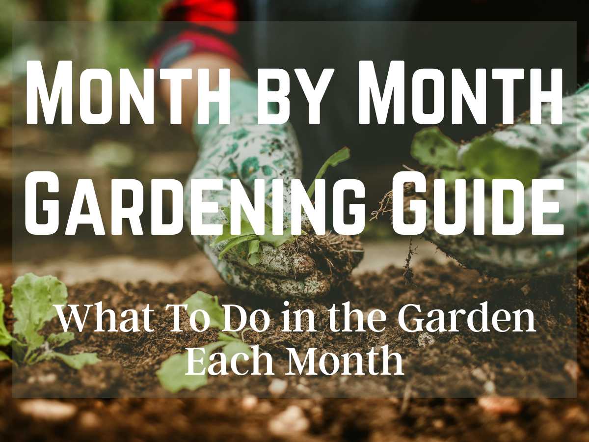 hands planting seedlings in raised garden bed and Month by Month Gardening Guide