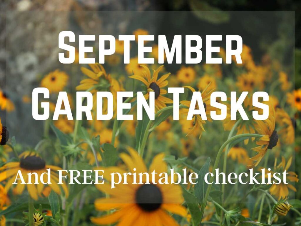 Brown eyed Susans in early fall garden and September Garden Tasks