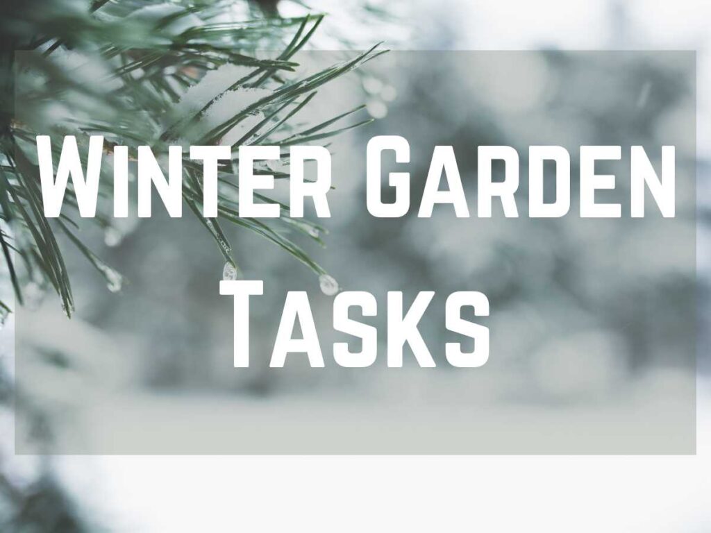 evergreen branch in winter with Winter Garden Tasks