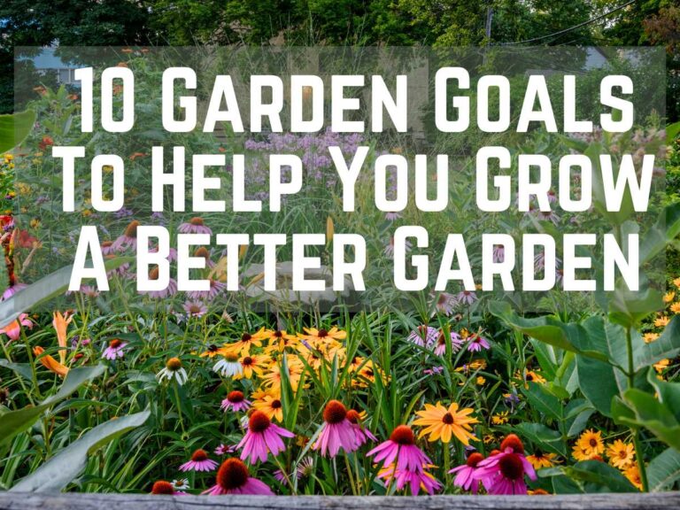 field of wildflowers and pollinator plants including coneflower, milkweed and black eyed susans