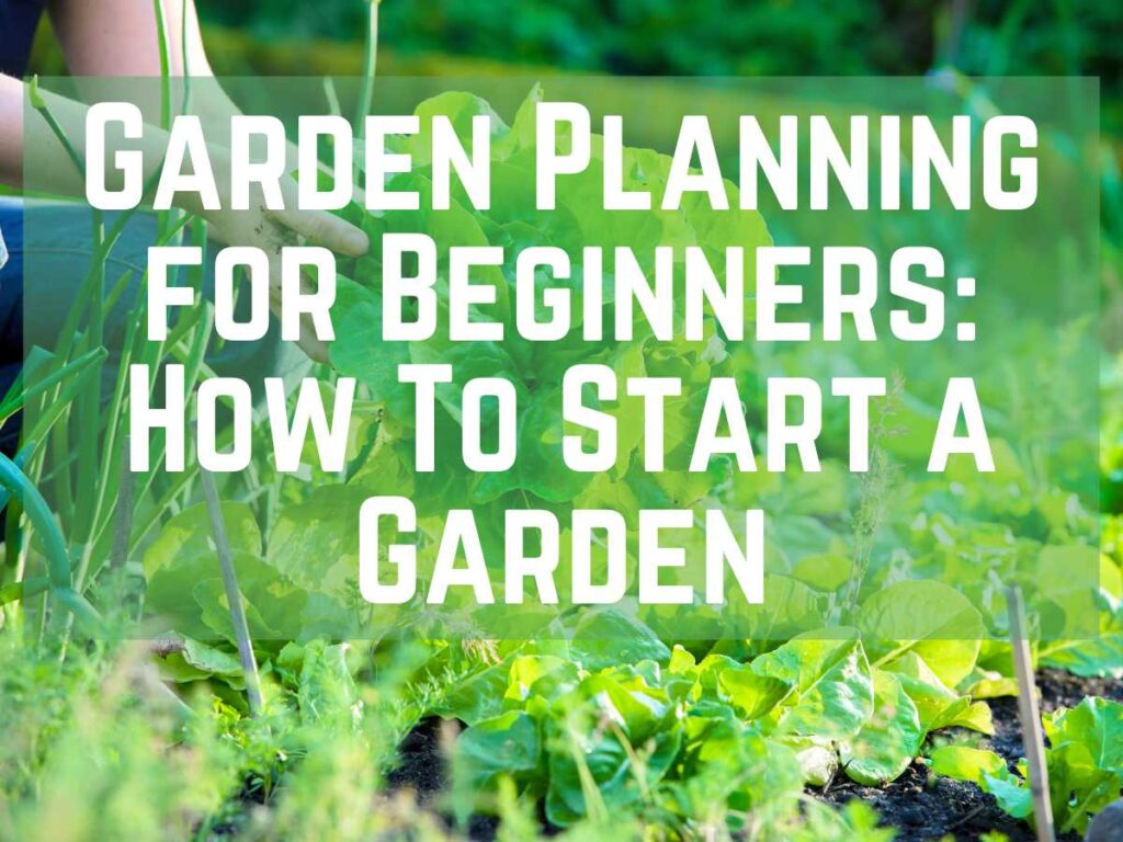 woman planting a new garden from scratch